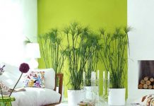 Растения в интерьере