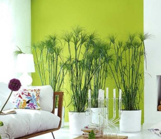 Растения в интерьере